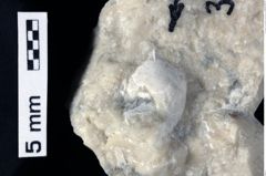 Foto (Detailansicht) von Cracensigillatus acutirostris (Moericke, 1889) (NHMW-GEO-1990-0041-0317)